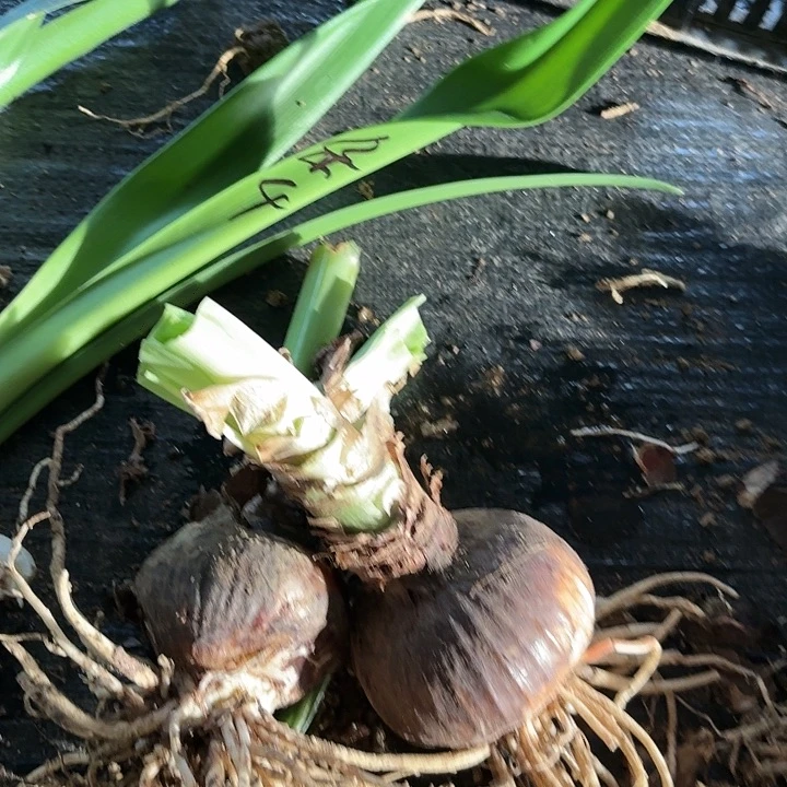 杂交大球开花无售后剪叶