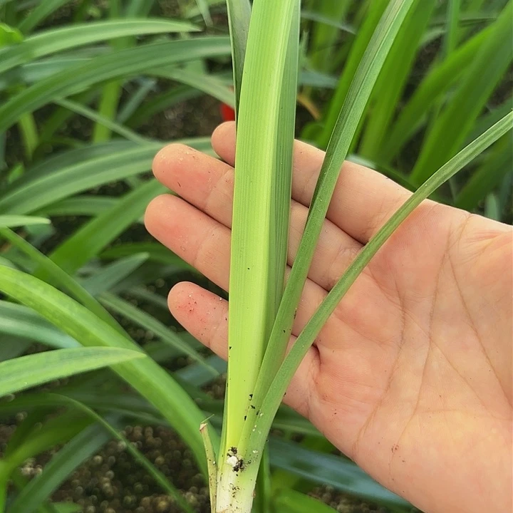 澳朱闪亮1.5以上带土不带盆