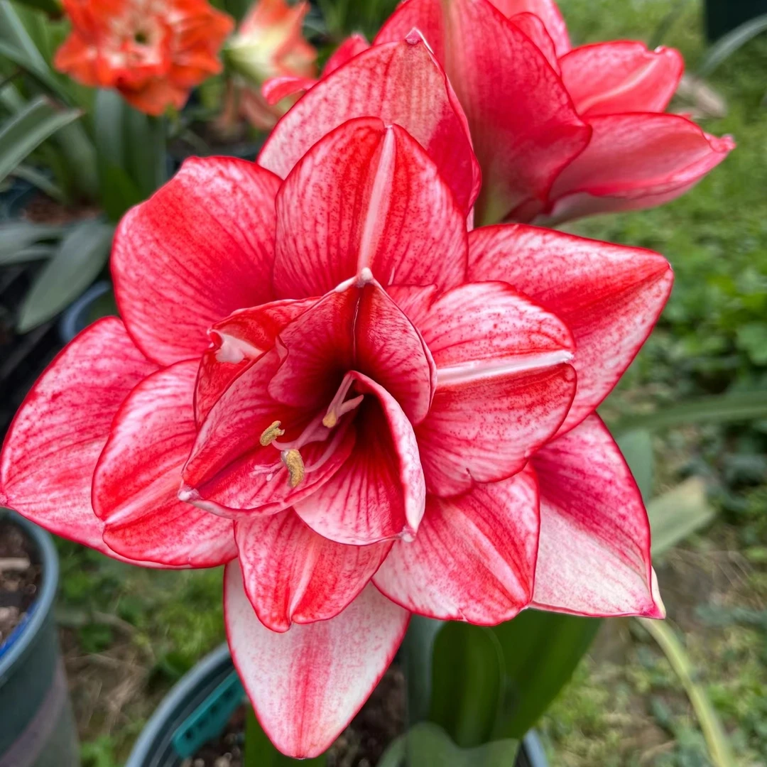 「伊迪斯」朱顶红花卉绿植鲜花阳台园艺室内景观耐旱常绿种植