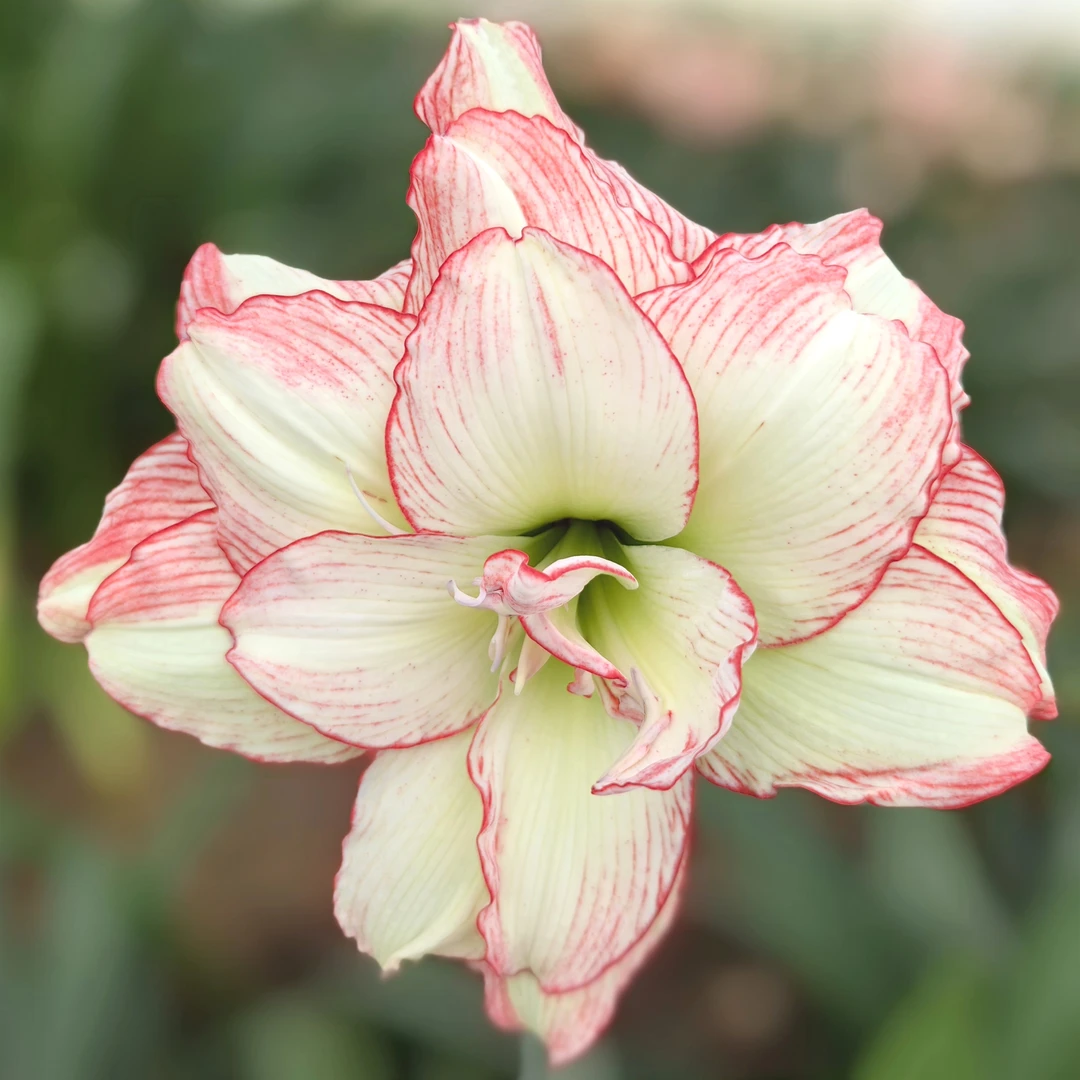 「皮皮」朱顶红花卉绿植鲜花阳台园艺室内景观耐旱常绿种植