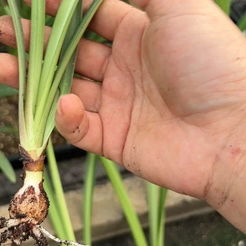 白肋杂交少苗开花无售后