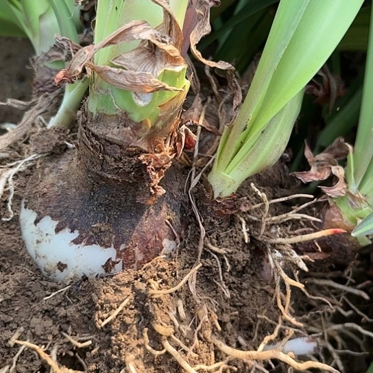 林*?杂交一坨有标1️⃣号