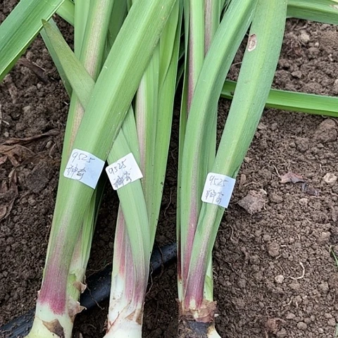 好**莲神奇籽播苗开花无售后三棵一组