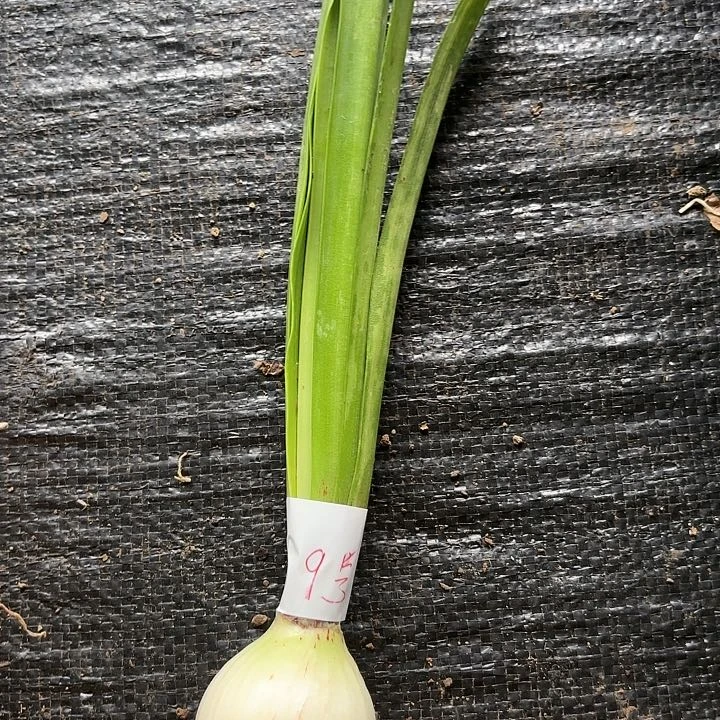多福莱特4左右闪9号