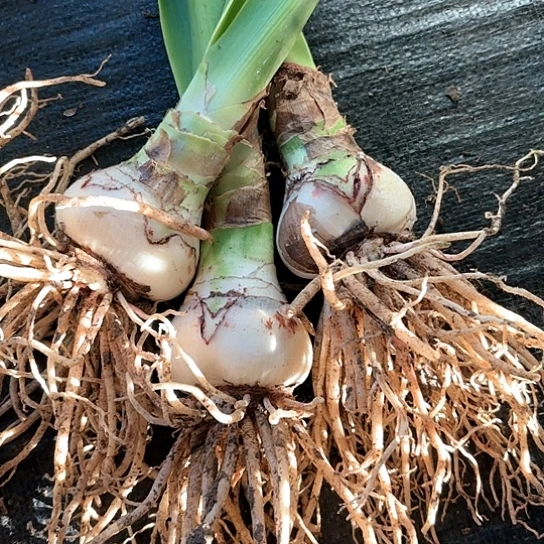 花边石竹三个一组近花球