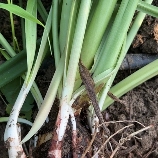 涂鸦一坨有标发货