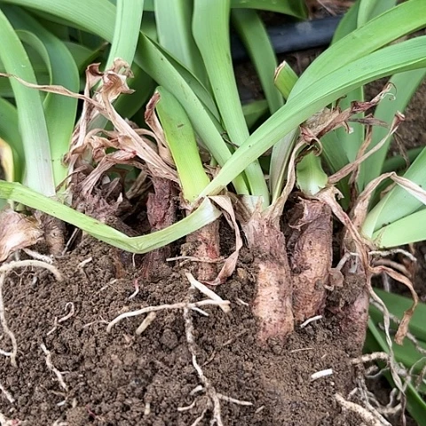 京*?长颈鹿有标带土发货