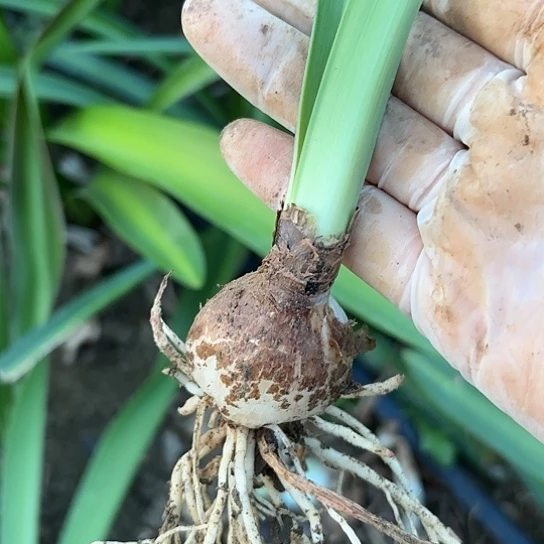 杂交肋线侧芽开花无售后