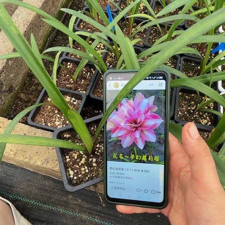 台朱梦幻萝莉塔带盆带土