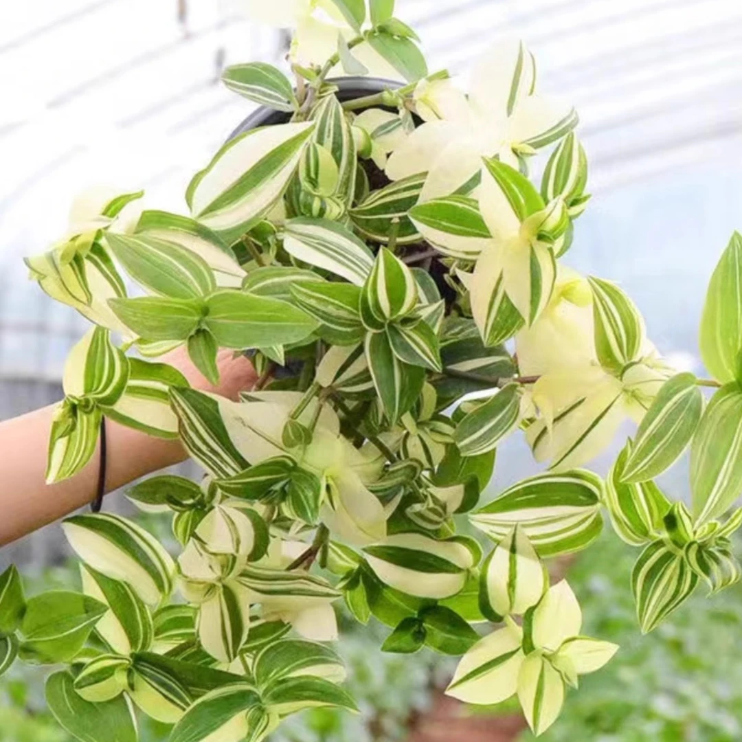 青白玉吊兰盆栽鸭舌吊兰垂吊植物吸甲醛室内绿植盆栽花卉耐旱好养
