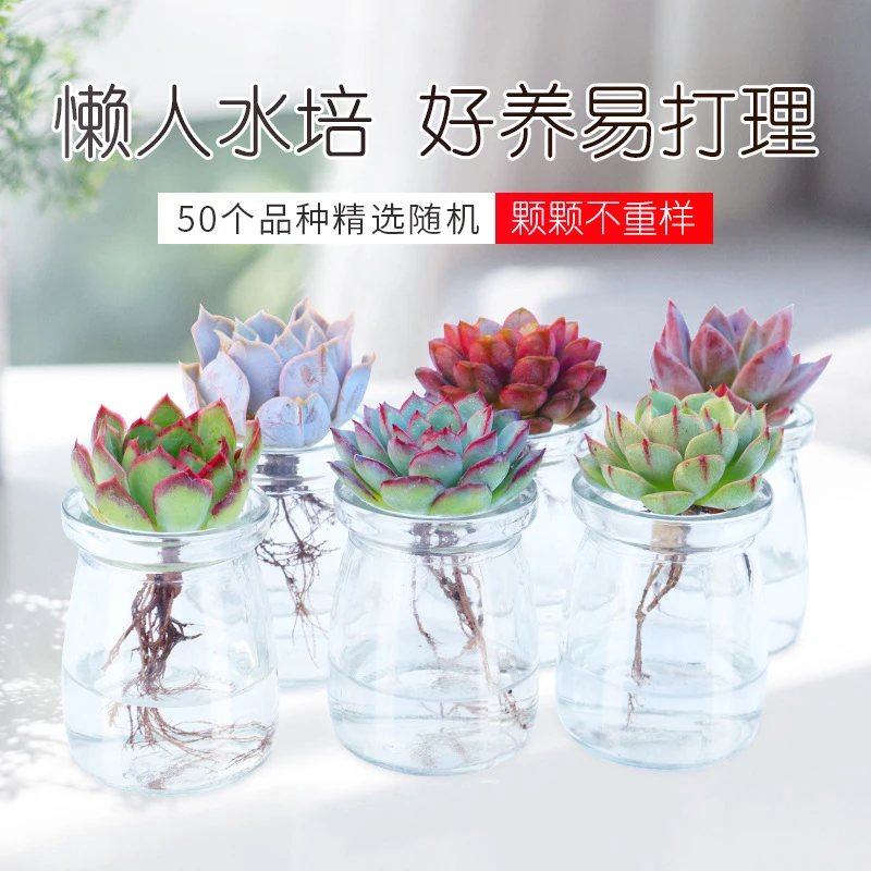多肉水培组合盆栽水生植物玻璃瓶微景观无土水养室内植物水培花卉