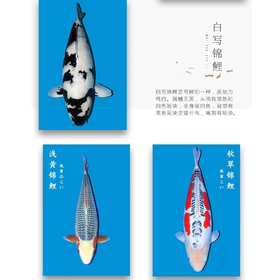 45-60公分活体观赏鱼锦鲤红白大正顺丰包邮包活品种多多