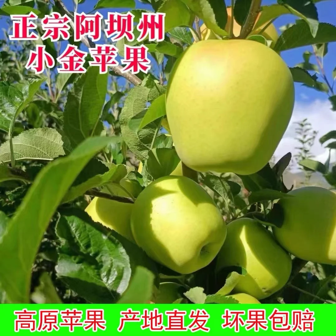阿坝州小金苹果青苹果