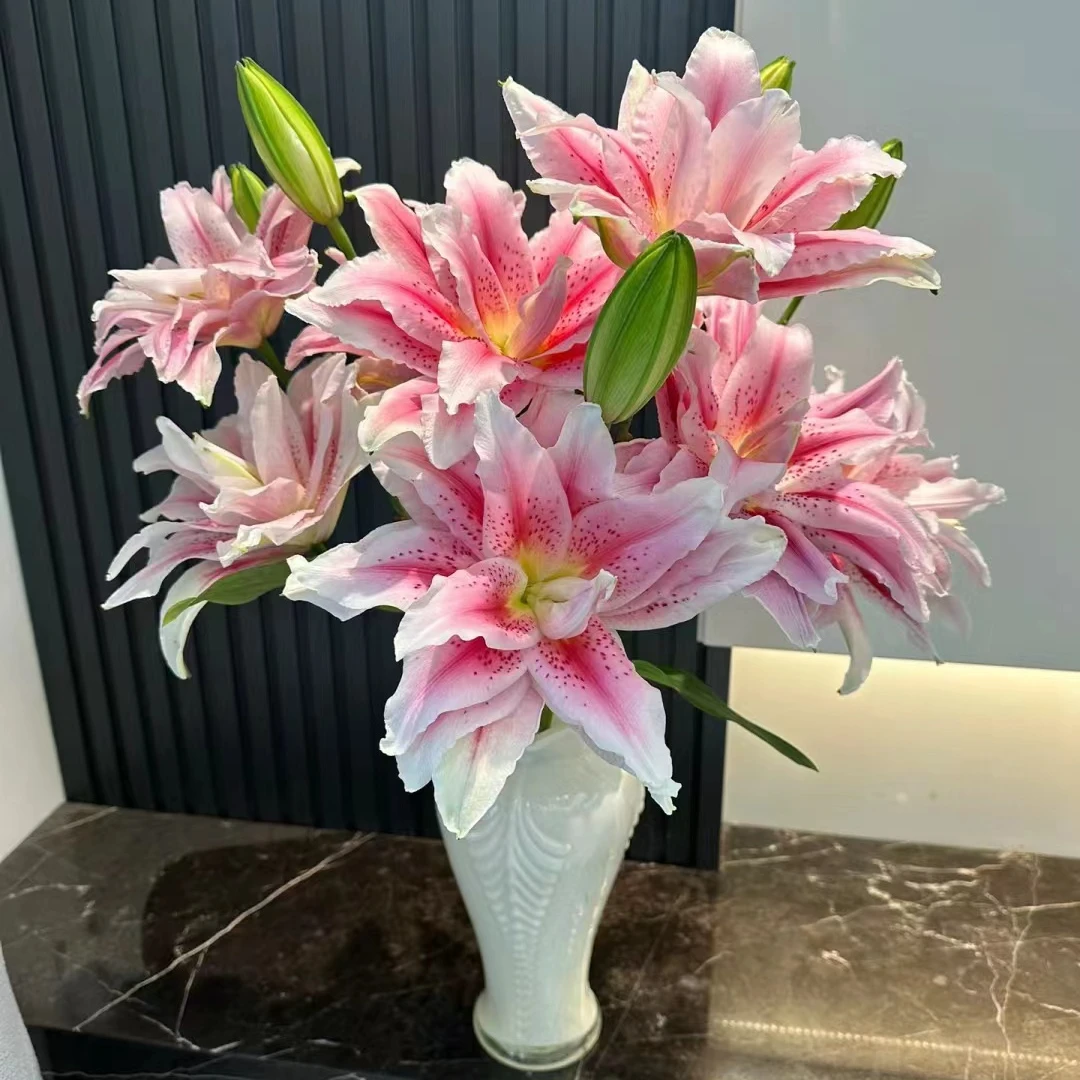 小起【太平盛世重瓣百合】云南基地直发 家用鲜切花 提升家居氛围