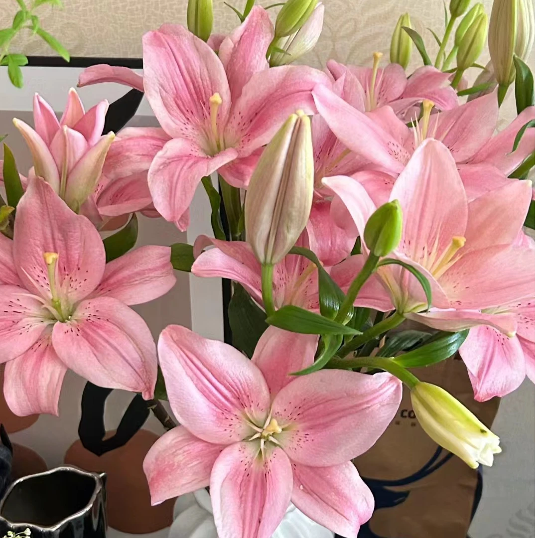 小起【小粉仙亚百合】云南基地直发 家用鲜切花 提升家居氛围