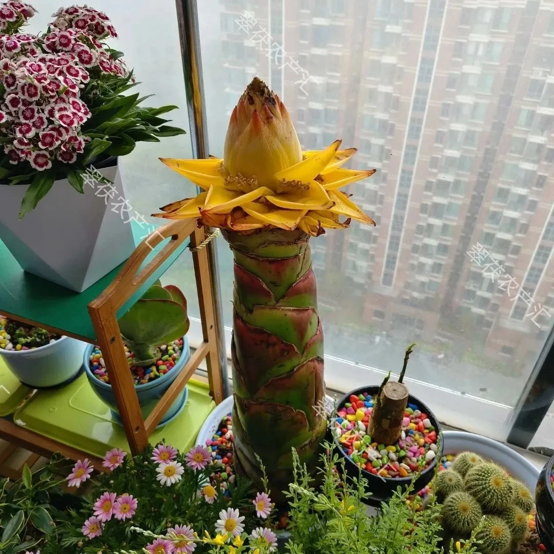 云南地涌金莲地涌金莲千瓣莲花花期超长橙色室内外大型绿植