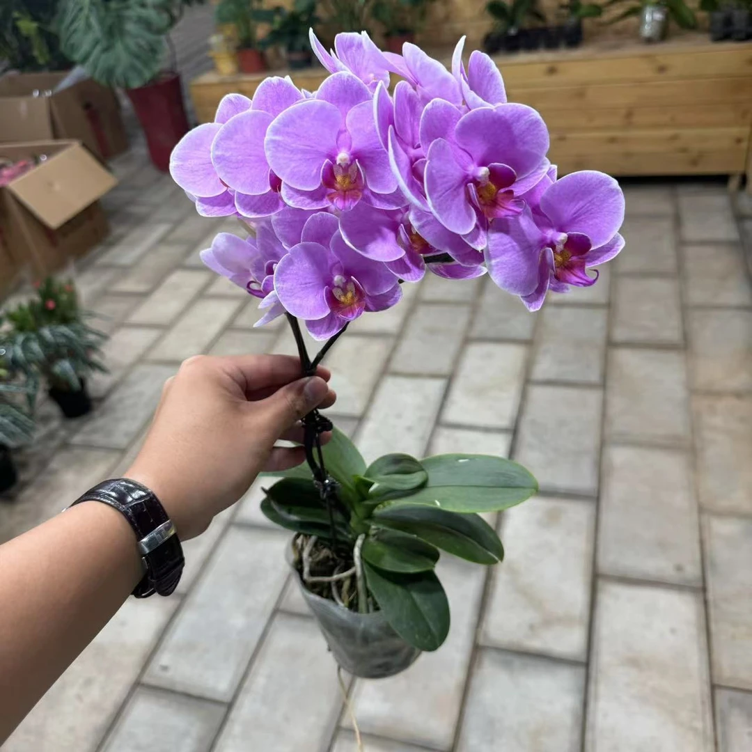【胖胖只卖好货】3.5寸杯（紫蝶）蝴蝶兰双花剑带花带花苞发货