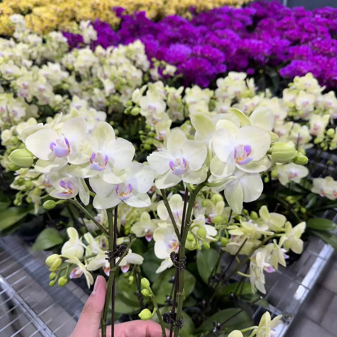 【胖胖】（绿精灵）蝴蝶兰双花剑带花带花苞发货