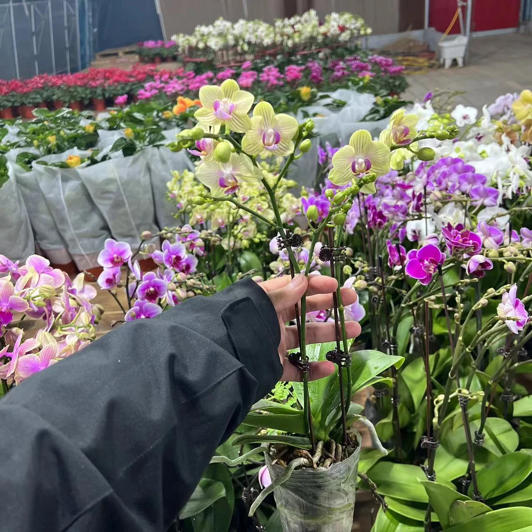 【胖胖】(黄金果)高品蝴蝶兰单花剑带花苞发货