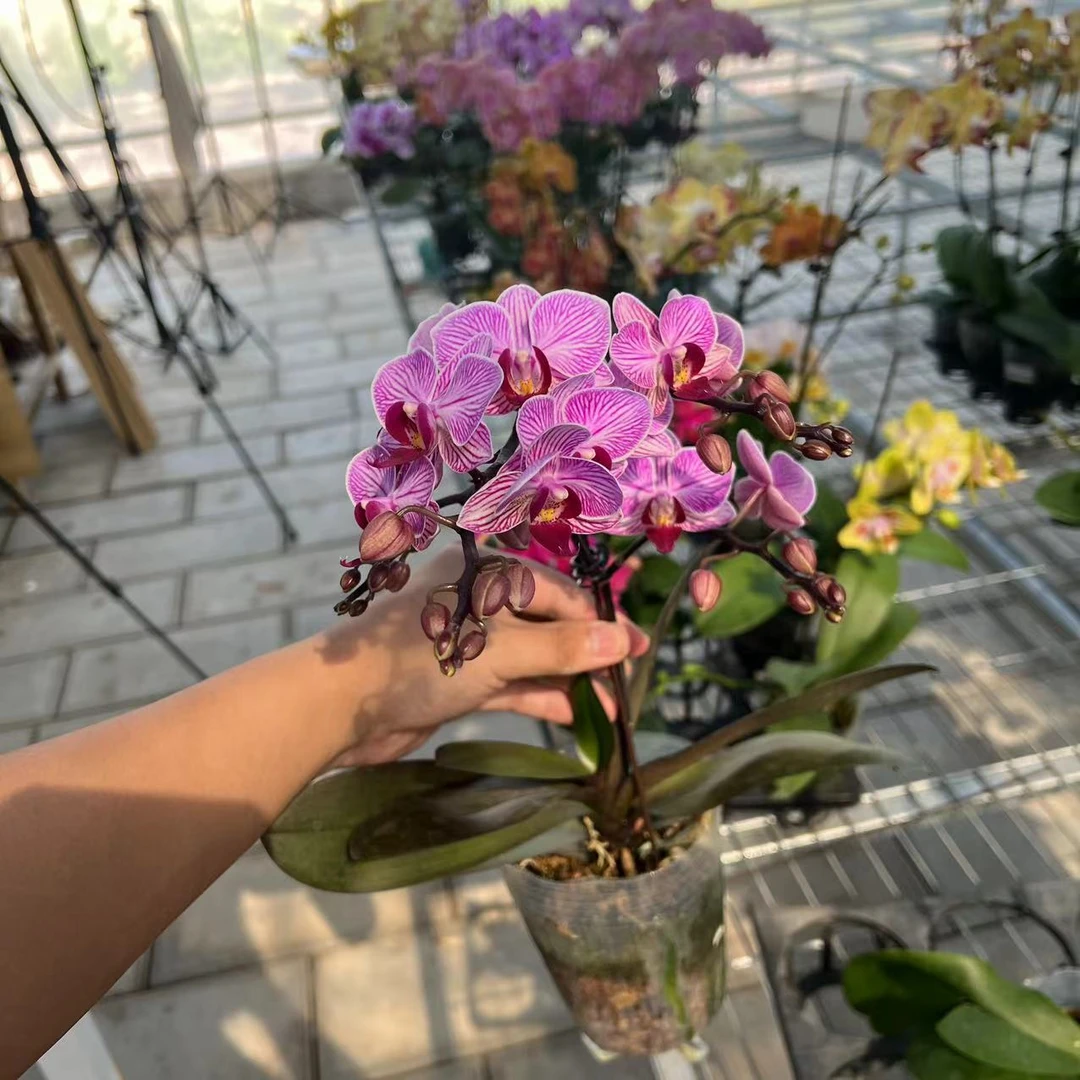 【胖胖】3.5欧品（圣地亚哥）单花剑蝴蝶兰带花带花苞发货
