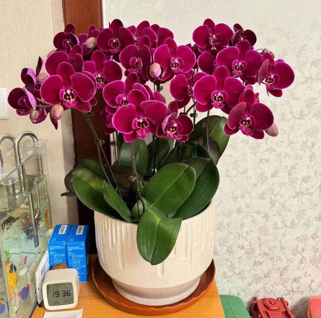 【胖胖】5.0寸杯 牛记黑脸~蝴蝶兰台湾丝绒质感大花品种