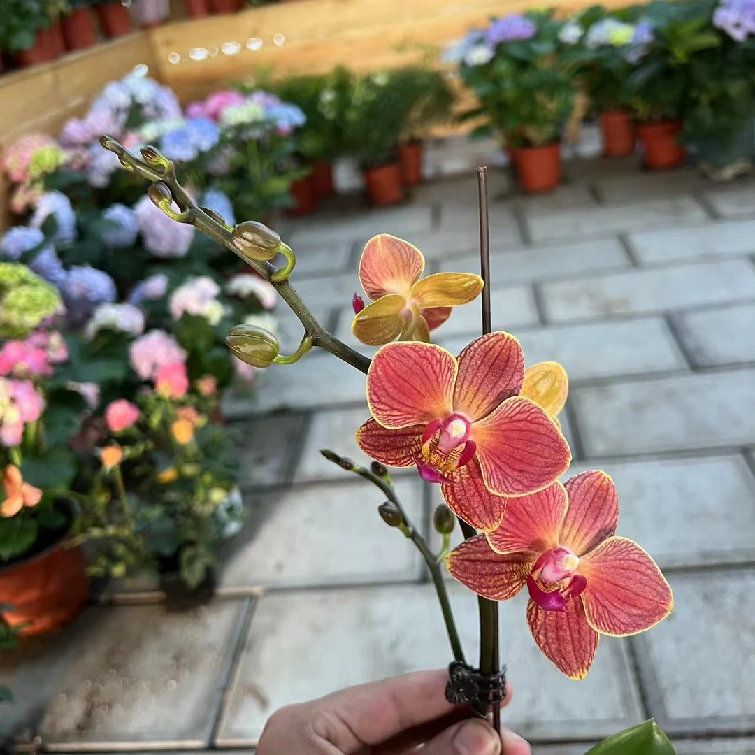 【胖胖】（日升）蝴蝶兰单花剑带花发货