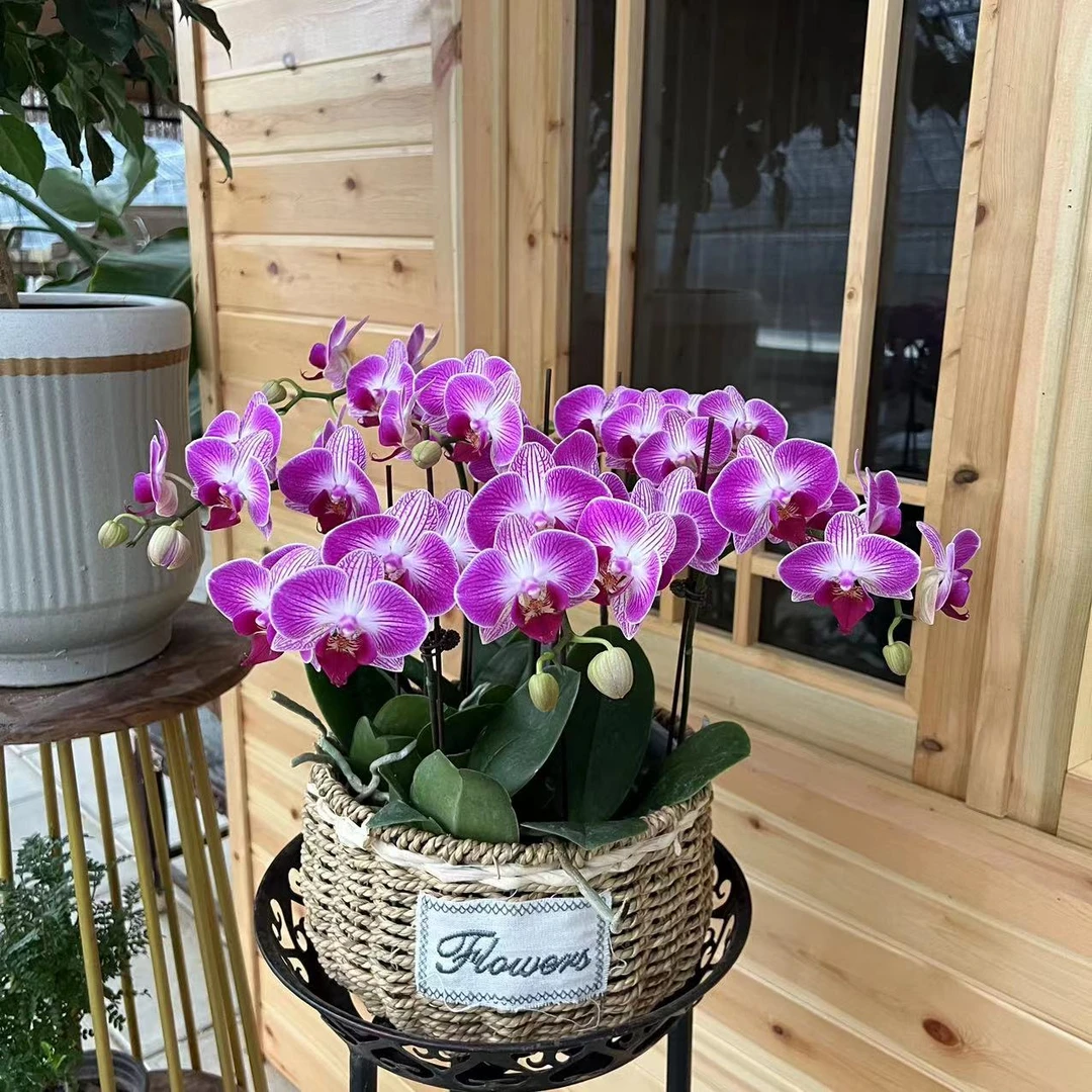 【胖胖】高品（富贵鸟）单花剑蝴蝶兰带花带花苞