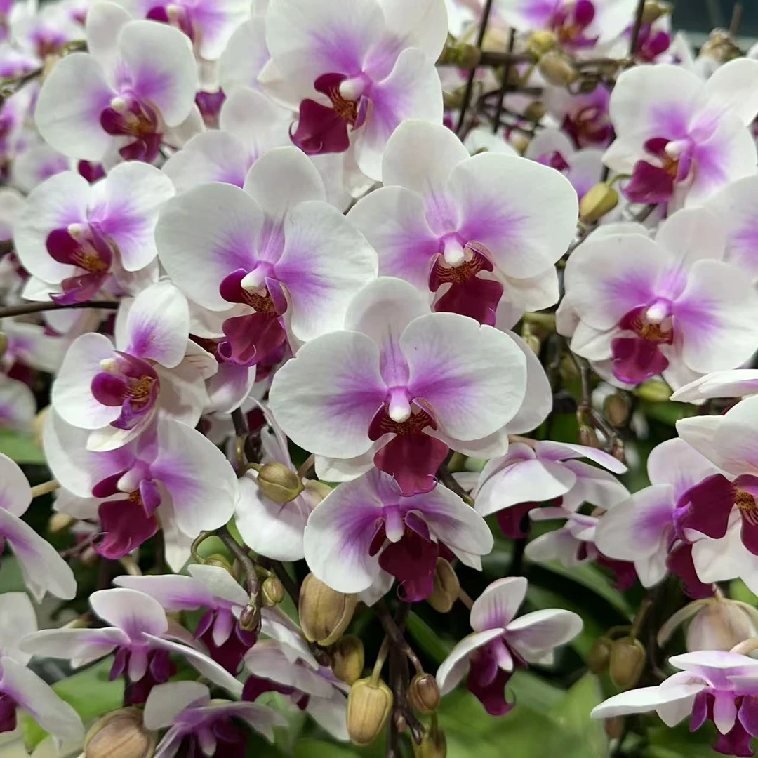 【胖胖】（春之舞）单花剑 高品质蝴蝶兰带花带花苞发货