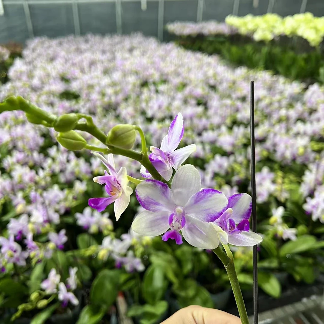 【胖胖】福利（紫水晶）拍一发二  蝴蝶兰单花剑带花带花苞