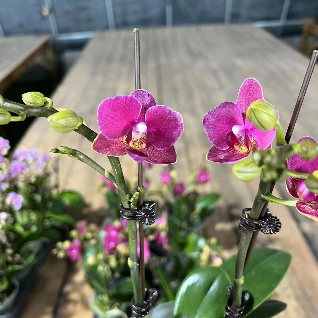 【胖胖】（满堂红）蝴蝶兰双花剑带花带花苞