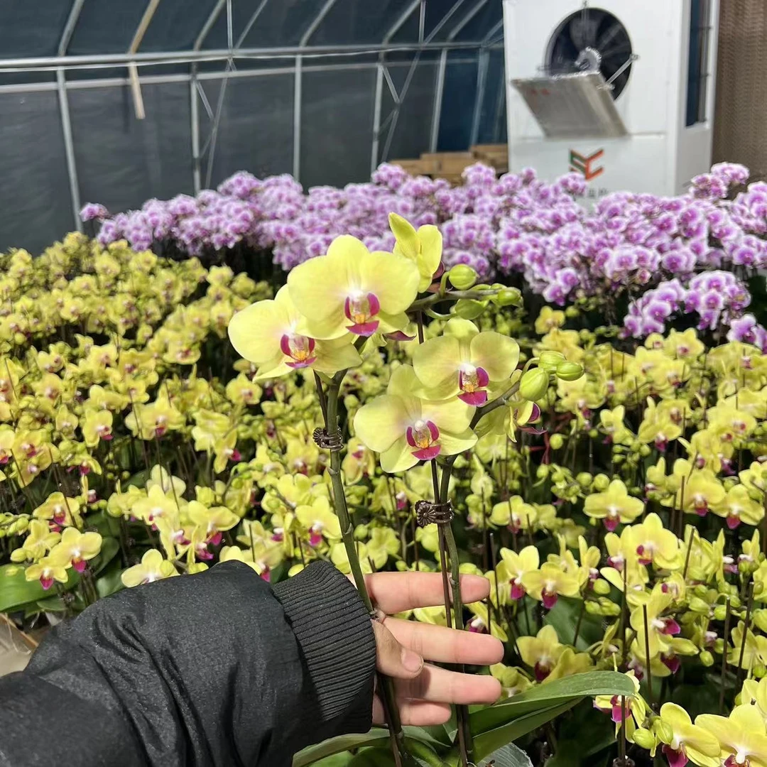 【胖胖】A级高品（好心情）蝴蝶兰双花剑带花带花苞发货