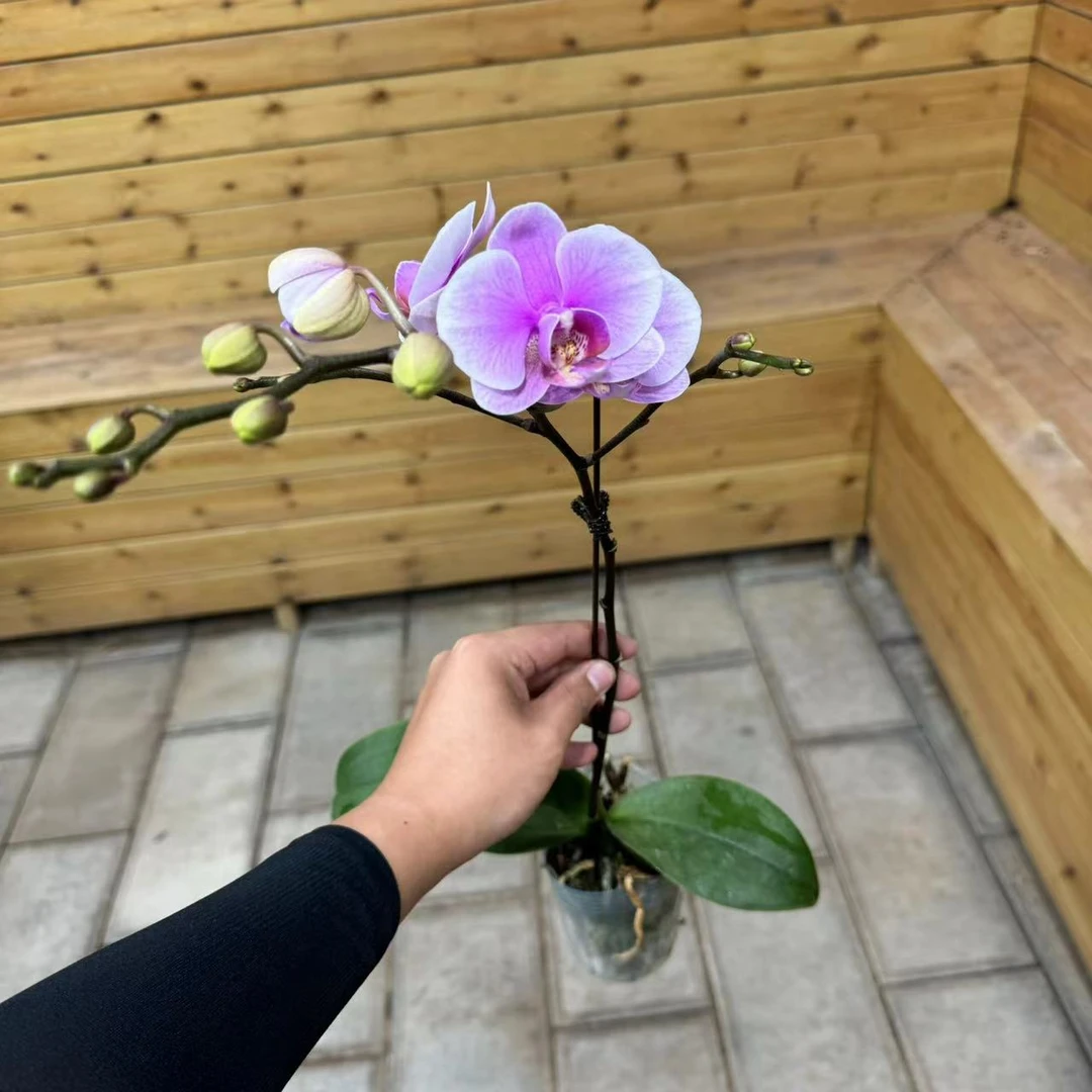 【胖胖】粉钻~蝴蝶兰单花剑带花带花苞发货