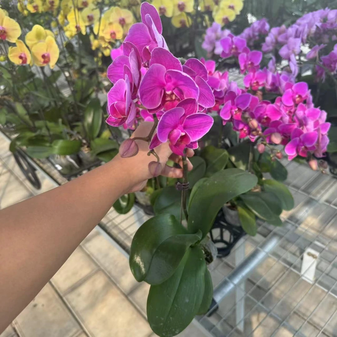 【胖胖】福星~蝴蝶兰单花剑带花带花苞