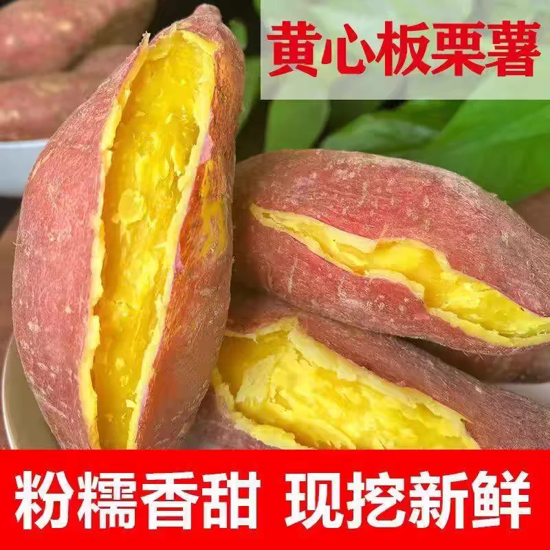 沂蒙山黄心板栗薯粉糯香健康营养