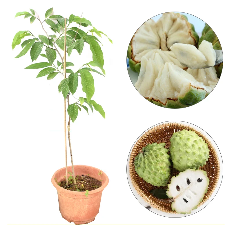 释迦果苗特大台湾凤梨释迦苗AP释迦果树苗嫁接苗番荔枝苗当年结果