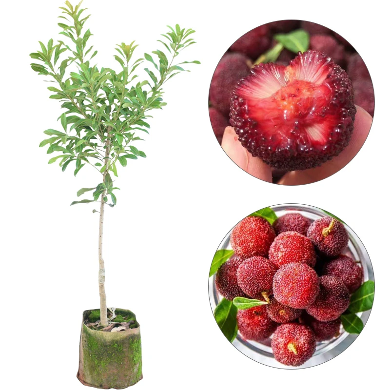 东魁杨梅苗果树苗 正宗嫁接杨梅树苗 特大早熟南北方种植当年结果