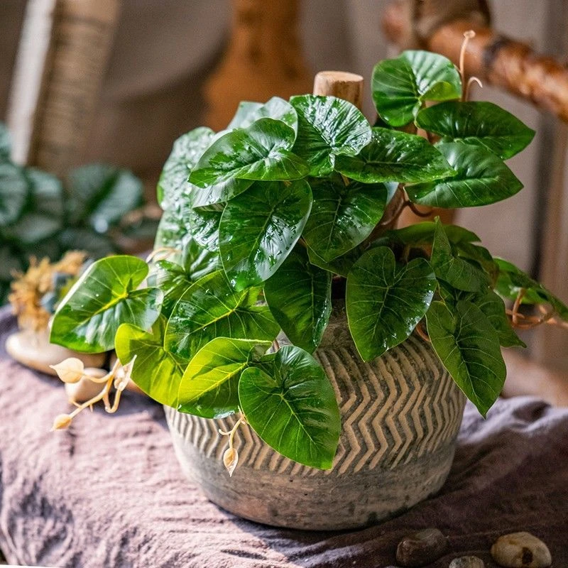 掬涵仿真植物滴水观音垂吊插花配材绿植墙雨林缸景观森系花艺