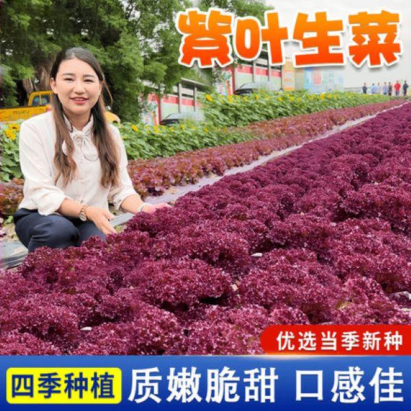 四季速生紫叶生菜种子 阳台盆栽蔬菜种子