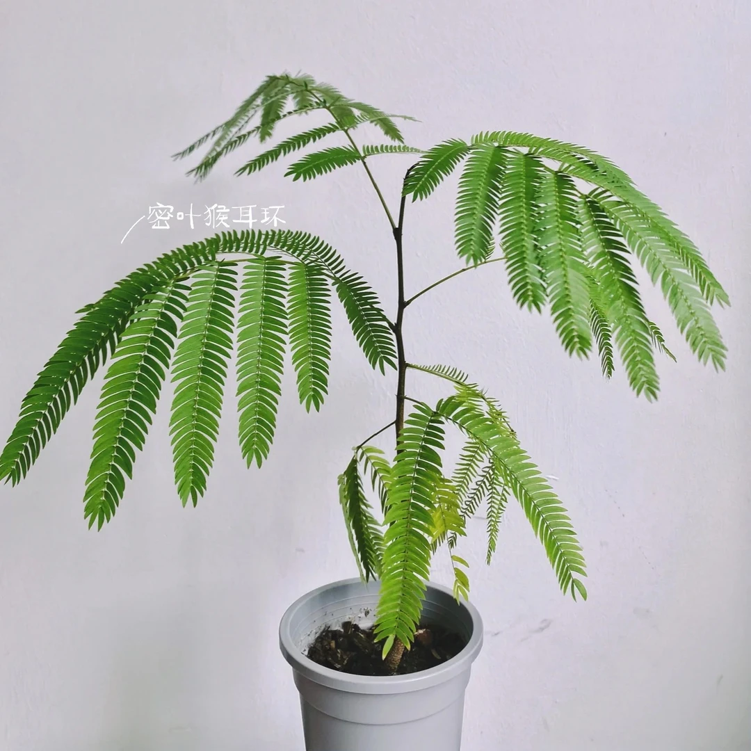 密叶猴耳环日本进口室内网红观叶植物净化空气客厅盆栽容易好养