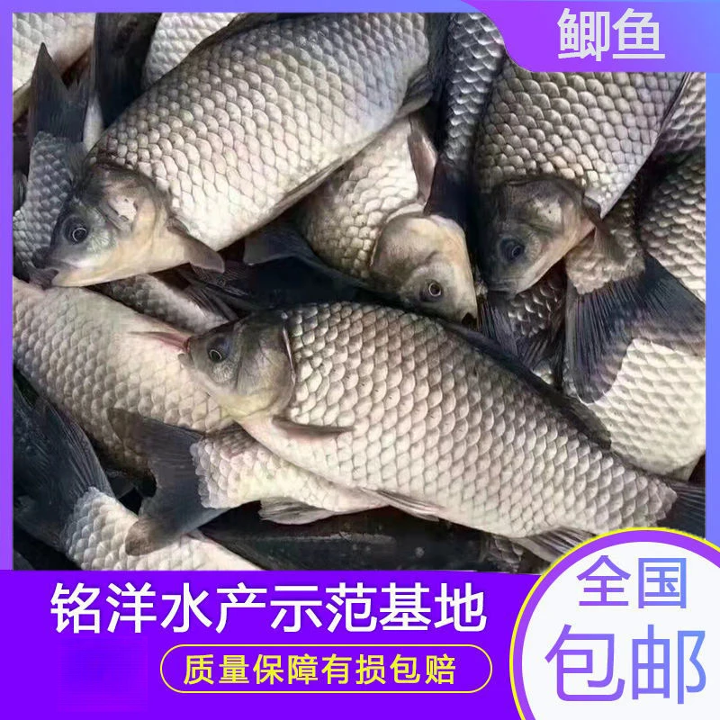 观赏淡水鱼中科5号鲫鱼活体麻鲫宠物水族大板鲫中科8号鲫鱼