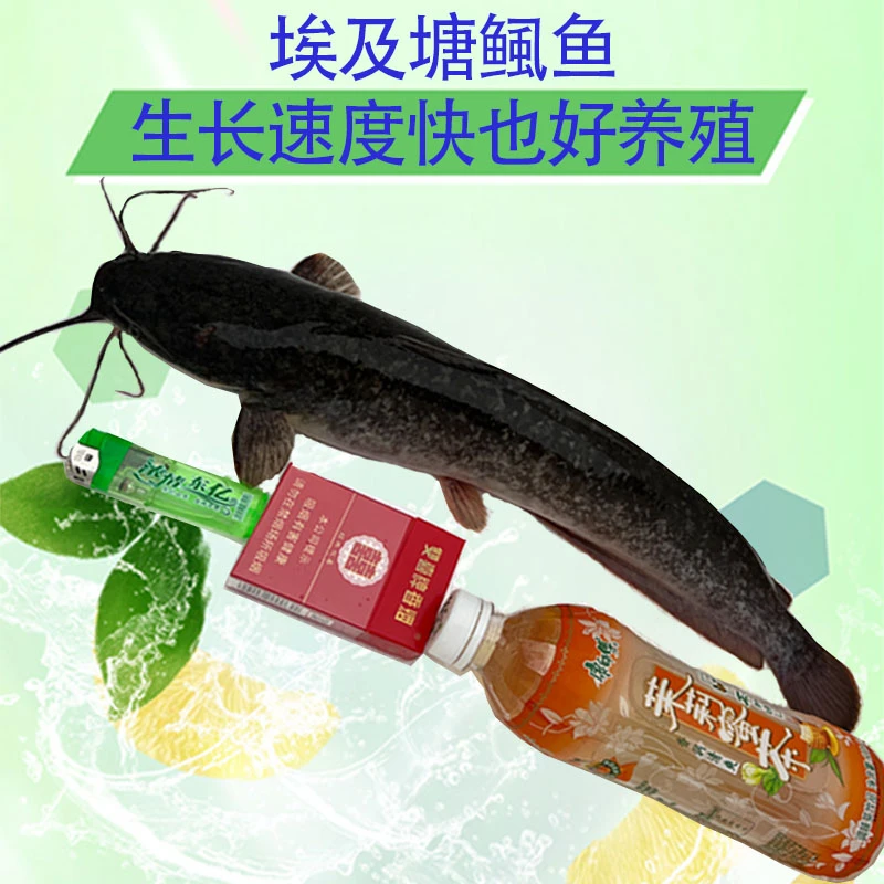 埃及塘鲺鱼苗革胡子鲶鱼苗塘角鱼埃及鱼苗淡水食用养殖