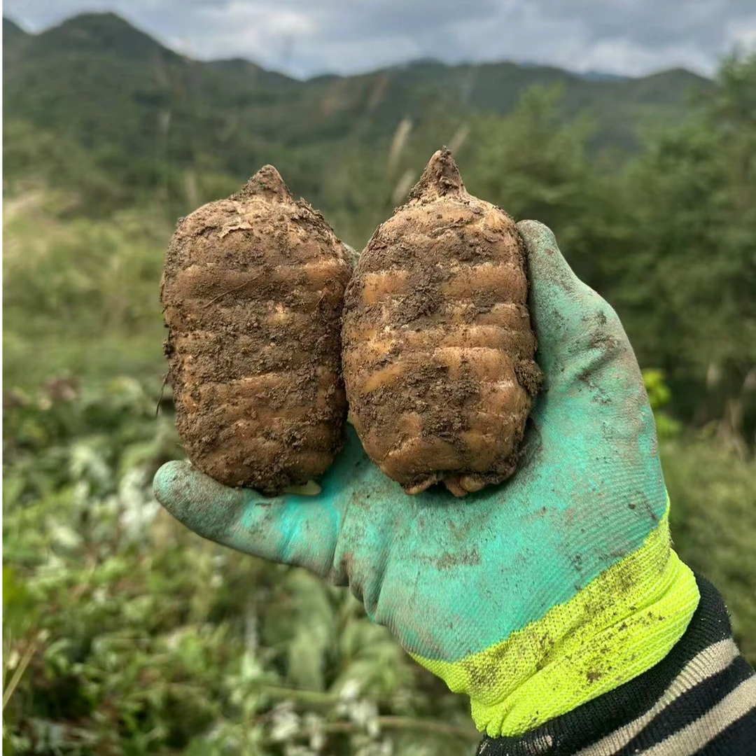 云南昭通小草坝乌天麻