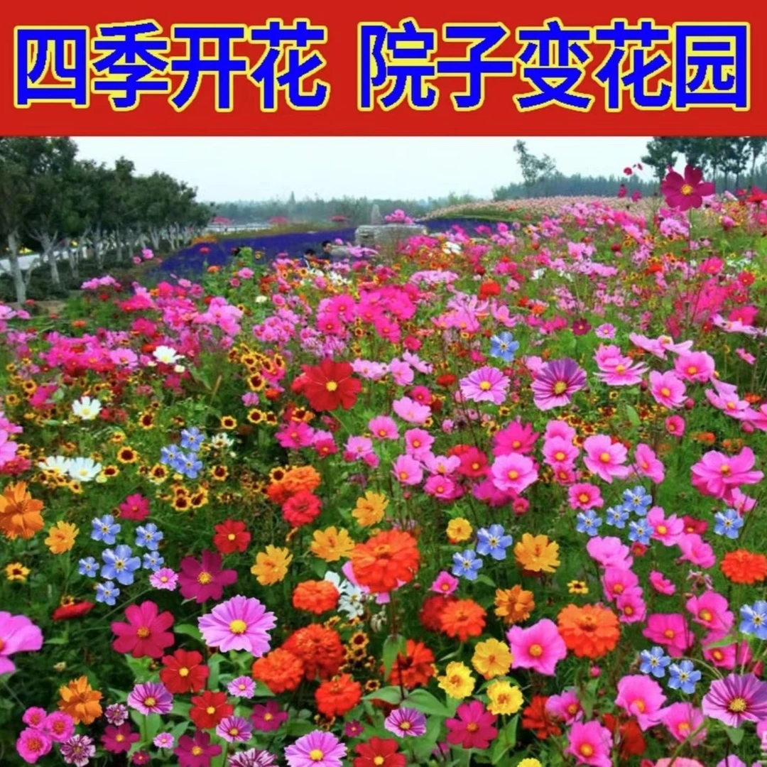 七彩野花组合【家庭花园】野花组合适合室外阳台盆栽