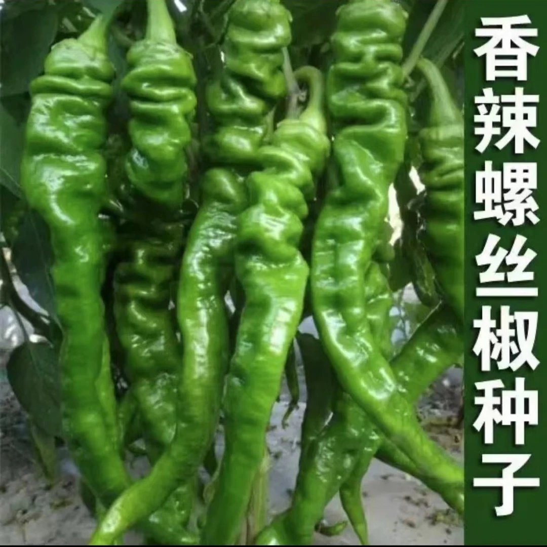 【香辣螺丝椒种子】螺丝椒种子早熟辣椒四季种植食用蔬菜种子