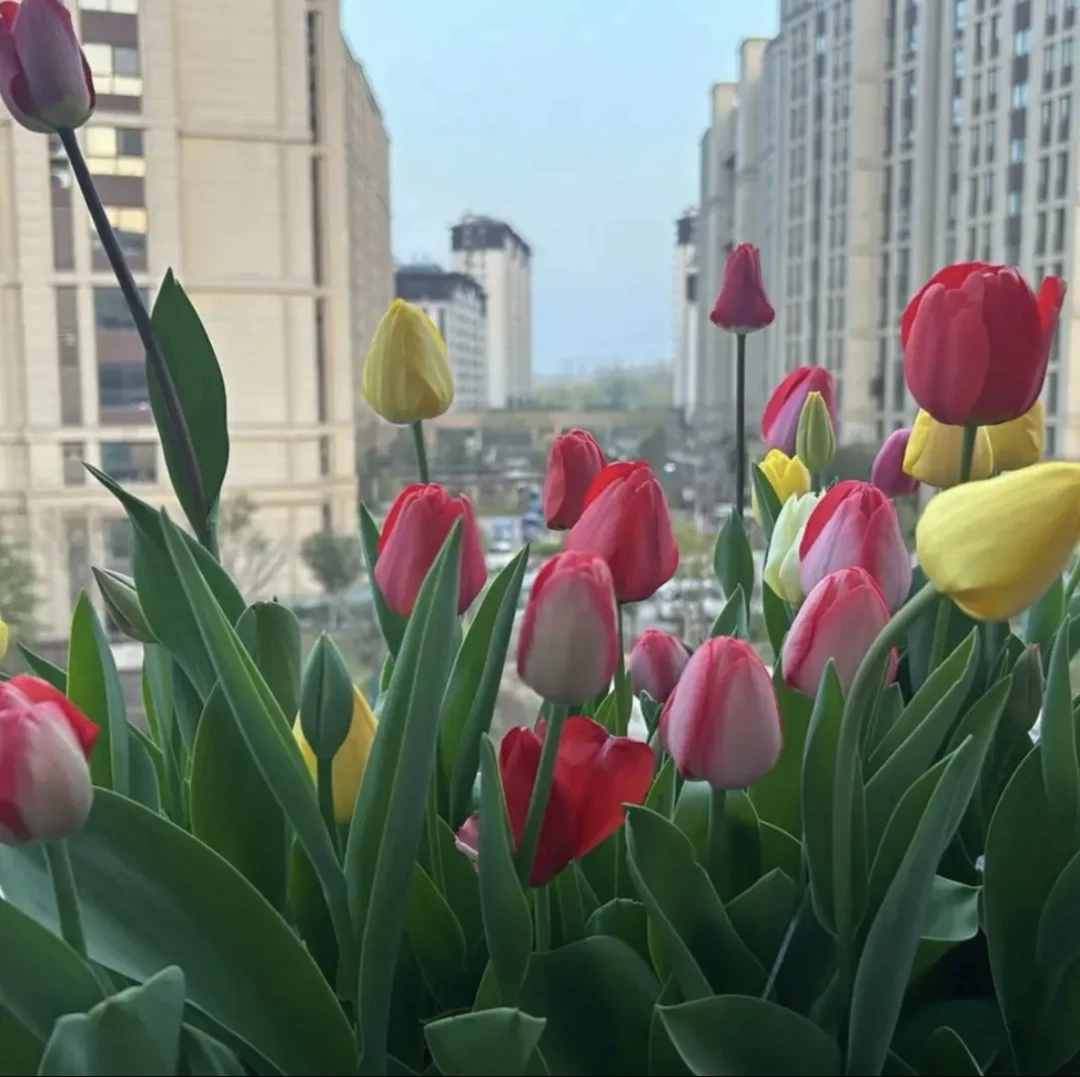 耐寒【荷兰郁金香种球】可水培可土培郁金香多年生花卉种子