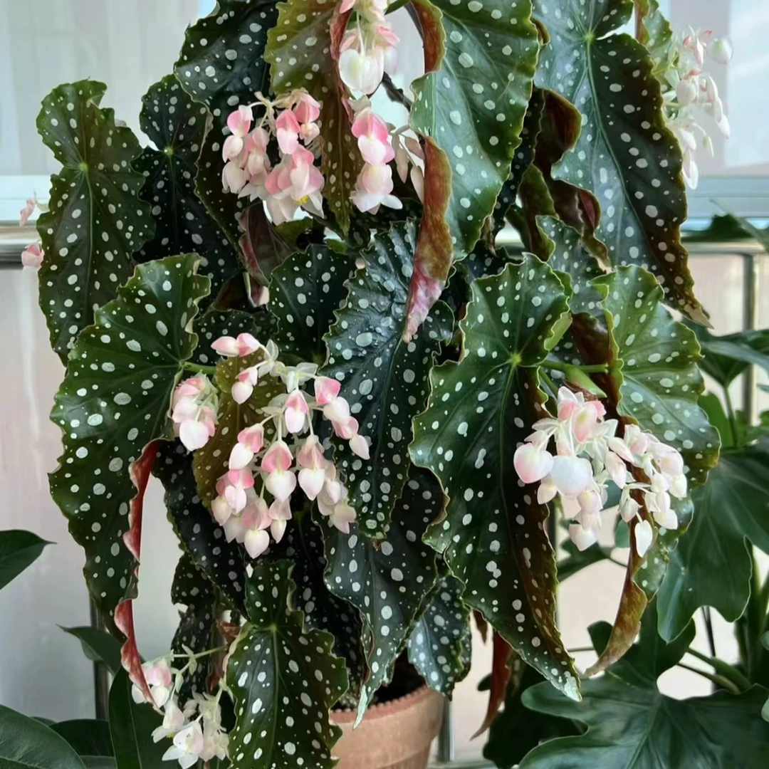 竹节秋海棠（一物一拍）叶损换盆不包售后