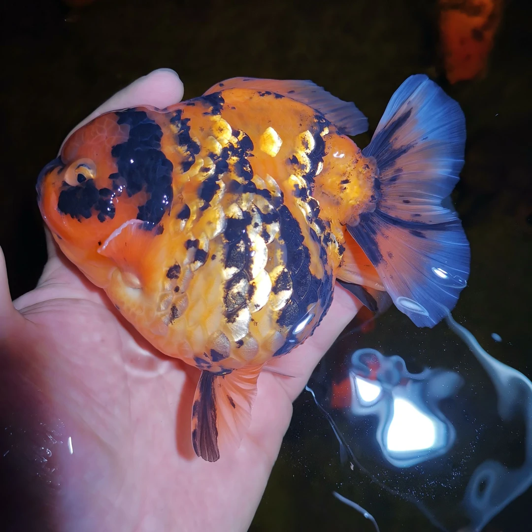 将军泰狮精品将军泰狮观赏鱼