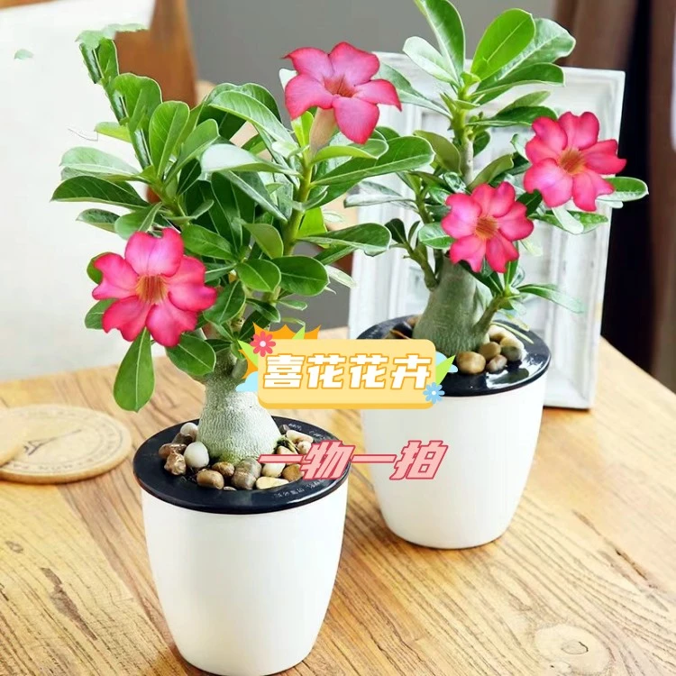 沙漠玫瑰绿植盆栽多色好养活植物(直播间一物一拍)
