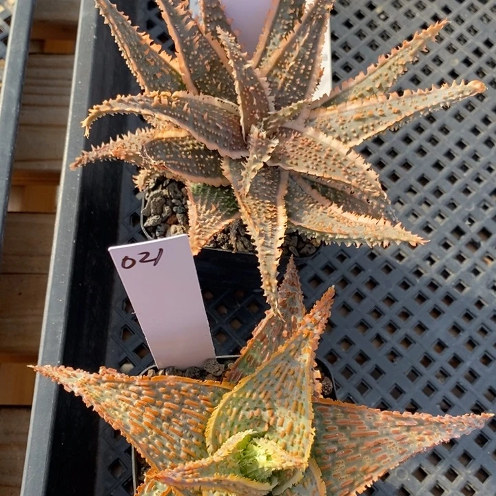 Y****y021+022园艺芦荟园艺芦荟