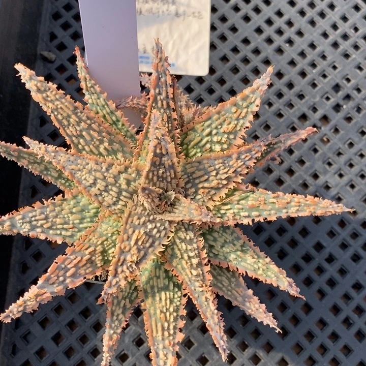 Y****y011园艺芦荟园艺芦荟